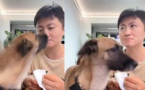 Ông chủ ngơ ngác trước sự thông minh của chó cưng