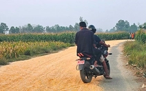 Phơi lúa trên đường gây ra hàng loạt tai nạn: Nhiều người thiệt mạng, bị phạt vẫn tái diễn