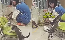 Chú mèo biết lấy ghế cho cô chủ ngồi