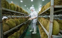 Cập nhật tư duy cũ về sầu riêng