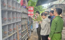 Xử lý 3 cửa hàng nuôi nhốt gần 1.000 cá thể chim hoang dã