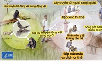 Bệnh do vi rút Ebola, biết đúng thì không sợ