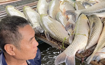 Vụ cá chết hàng loạt ở sông Lam: Nghệ An chỉ đạo rà soát nguồn thải