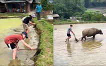 Du khách Tây trải nghiệm cách làm ruộng của bà con Tây Bắc