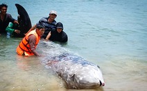 Cá voi nặng 2 tấn mang nhiều vết thương dạt vào biển Gia Lai và không qua khỏi