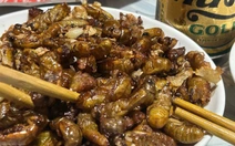 Bắt ve sầu chiên ăn, hàng loạt người ngộ độc