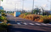 Tòa án quân sự Trung ương triệu tập mở lại phiên tòa phúc thẩm xử vụ án tại sân bay Nha Trang