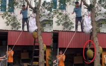 Tuyệt chiêu hái mít khiến ai cũng bất ngờ