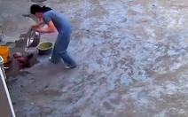 Con gà tự 'nhốt mình' trong chậu gần một ngày đêm