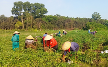 Những 'mùa vàng' ở xã ven biển Vĩnh Hoàng