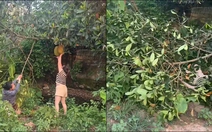 Hai người phụ nữ kéo gãy cành cây khi hái mít