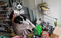 Chú chó ngất xỉu khi nghe 'trộm chó' rủ đi chơi