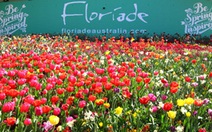 Tour Úc với lễ hội hoa Floriade