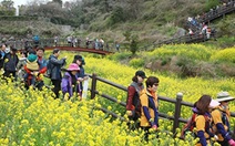 Tour charter đi Jeju Hàn Quốc