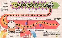 Tìm thấy Enzyme gây tổn hại các mạch máu