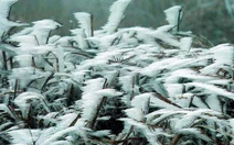 Lạng Sơn: băng tuyết xuất hiện trên đỉnh Mẫu Sơn