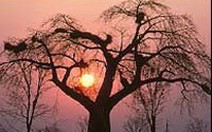 Bệnh lạ đe dọa cây baobab