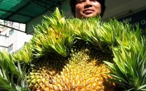 Bình Dương: trái thơm nặng đến 7,7kg