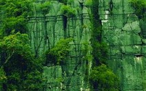 Phong Nha-Kẻ Bàng có nhiều loài linh trưởng quý hiếm