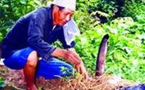 Tát đìa, ăn cá lóc nướng trui