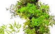 Cây Đinh Lăng - vị thuốc quý