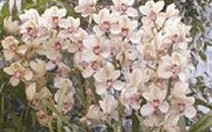 Sản xuất giá thể trồng hoa lan từ các phụ phế phẩm nông nghiệp