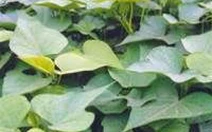 Món ăn- bài thuốc cho thai phụ bị tiểu đường