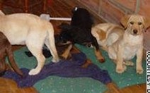 Mỹ: Phá đường dây vận chuyển ma túy bằng chó
