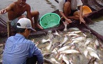 Cá tra, basa sẽ đạt tiêu chuẩn quốc tế vào 2007