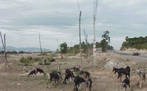 Khánh Hòa: Lại thêm một Rusalka?