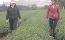 Lâm Đồng: trồng chè Ô Long