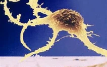 Thiên đường và rào cản của tế bào gốc phôi người