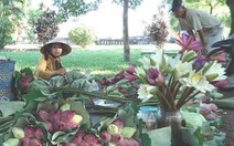 Mùa sen Huế