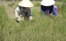 Quảng Ngãi: Mất mùa lúa