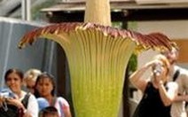 10 loài cây lạ trên thế giới