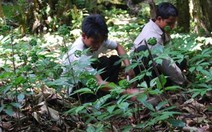 Trồng những "cây vàng"