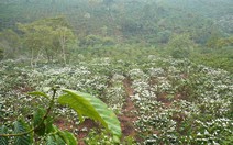 Tây Nguyên, trắng màu hoa cà phê