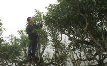 Mùi hương Shan tuyết Suối Giàng