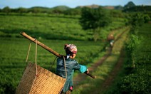 Qua đồi chè