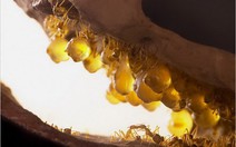 Khám phá thế giới loài kiến