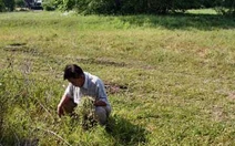 Thú hái rau dại ở Mỹ