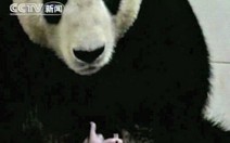 Gấu trúc đầu tiên thụ tinh trong ống nghiệm
