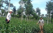 Trà Ô Long trên đồi bauxite