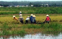 Mưa kéo dài, hàng trăm hecta lúa chuẩn bị thu hoạch bị ngập úng