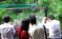 Cọp sổng chuồng, chủ nhân đi tù!