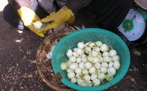 Hành tây Trung Quốc "gán nhãn" Đà Lạt