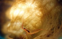 "Tôm ẩn mình trong bọt biển"