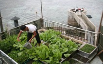 Vườn rau di động - lồng cá trên đảo chìm Cô Lin