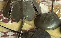 3 người bị ngộ độc nghi do ăn so biển