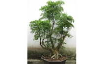 Cây đinh lăng có nên thuốc?